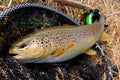 Female brown trout