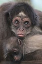 A female brown / variegated spider monkey hugging her baby