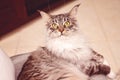 Beautiful Main Coon Cat Sitting On A Chair Royalty Free Stock Photo