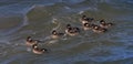 The Female Bufflehead Duck