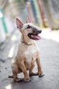 Female bull terrier dog sitting at ground in narrow passage and looking at the camera. Dog wearing dog dress