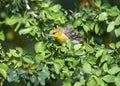 Female Bullock`s Oriole Icterus bullockii searching for grubs Royalty Free Stock Photo