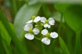 Female bulltongue arrowhead flower, Sagittaria sp. Royalty Free Stock Photo