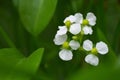 Female bulltongue arrowhead flower, Sagittaria sp. Royalty Free Stock Photo