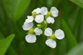 Female bulltongue arrowhead flower, Sagittaria sp. Royalty Free Stock Photo