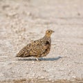 Burchell`s Sandgrouse