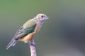 Female Burnished-buff Tanager (Stilpnia cayana) isolated, perched on the tip of a branch against a blurred background