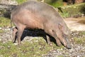 female Buru Babirusa , Babyrousa babyrussa