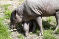 Female Buru babirusa, Babyrousa babyrussa, with a small cub