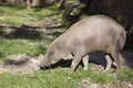 Female Buru bairusa, Babyrousa babyrussa