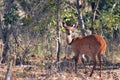 Female Bushbuck (Tragelaphus scriptus) Royalty Free Stock Photo