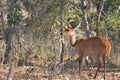 Female Bushbuck (Tragelaphus scriptus) Royalty Free Stock Photo