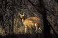 Female of bushbuck, Tragelaphus scriptus. Royalty Free Stock Photo