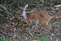 Female Bushbuck - Tragelaphus sylvaticus