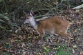 Female Bushbuck - Tragelaphus sylvaticus