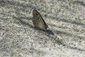 Female butterfly giant peacock moth or Saturnia pyri on moist sand