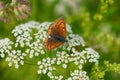 Female Butterfly purple-edged copper