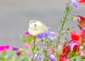 A female Cabbage White butterfly feeds on a Lobelia flower