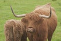 Highland cattle in Scotland. Female and calf Royalty Free Stock Photo