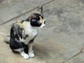 A female calico cat