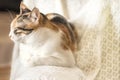 Female calico cat sleeping on an armchair, close up