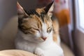 Female calico cat sleeping in front of the window