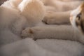 Female calico cat wake up on a white blanket, close up