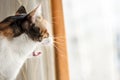 A female calico cat yawning in front of the window, close up