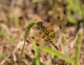 Female Calico Pennant