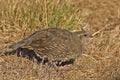 Female California quail, Callipepla californica Royalty Free Stock Photo