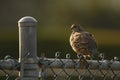 Female California Quail on a chain link fence Royalty Free Stock Photo