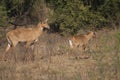 Female and calve of nilgai Boselaphus tragocamelus.