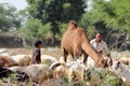 Female camel eating plant leaves with a flock of goats and goat farmers working together, Rajasthan