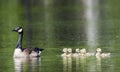 Canada Goose mother and baby goslings, Walton County, GA. Royalty Free Stock Photo