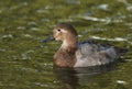 A female Canvasback Duck, Aythya valisineria, swimming on a pond at Slimbridge wetland wildlife reserve.