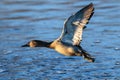 Winter flight of female Canvasback duck at sundown