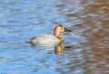 Canvasback duck female in baby blue lake
