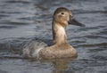 Female Canvasback duck swimming in river in Maryland
