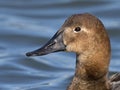 Female Canvasback Royalty Free Stock Photo