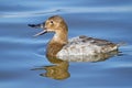 Female Canvasback Royalty Free Stock Photo
