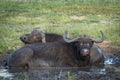 Female Cape buffalo enjoying cold water and mud of watering hole.