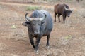 Female Cape Buffalo in South Africa Royalty Free Stock Photo