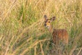 Female Cape Bushbuck Tragelaphus scriptus, Murchison Falls National Park, Uganda.