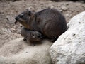 Female Cape Rock Hyrax, Procavia capensis with a small cub