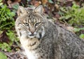 Captive Bobcat, Bear Hollow Zoo, Athens Georgia USA Royalty Free Stock Photo