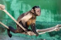 Female Capuchin in a cage on a rope Royalty Free Stock Photo