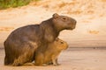 Female Capybara with Baby, on Alert Royalty Free Stock Photo