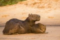 Female Capybara with Baby Grooming