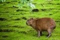 Female capybara feeding