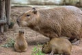 Capybara with cubs